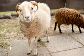 In der Christophorusschule leben sogar Quessant-Schafe.